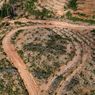 Ini Bukan Pertama Kalinya Perusahaan Korea Selatan Dituding Bakar Hutan Papua