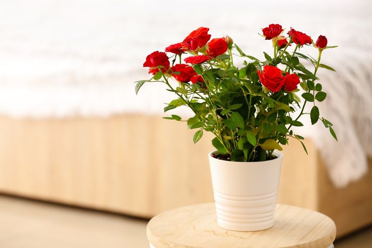 Ilustrasi bunga mawar di pot.