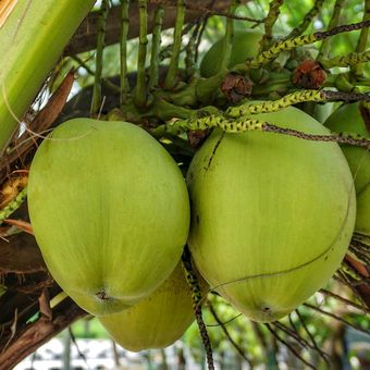 Ilustrasi tanaman kelapa, pohon kelapa, buah kelapa. 
