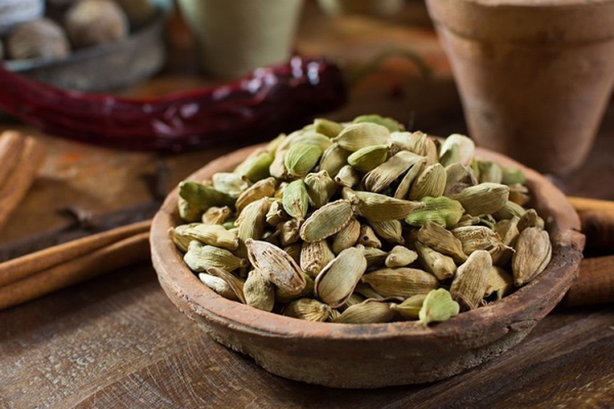 Ilustrasi tanaman Kapulaga