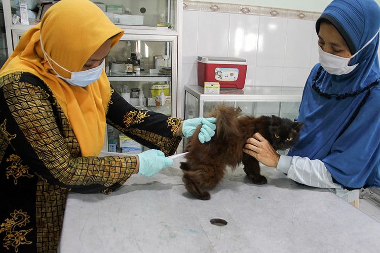 Petugas kesehatan hewan memeriksa seekor kucing sebelum menyuntikkan vaksin rabies gratis bagi hewan peliharaan milik warga dalam rangka Hari Rabies Sedunia di Dinas Pangan dan Pertanian Sidoarjo, Jawa Timur, Kamis (1/10/2020). Dinas Pangan dan Pertanian memberikan vaksin rabies gratis bagi hewan peliharaan milik warga untuk mengantisipasi penyakit rabies.