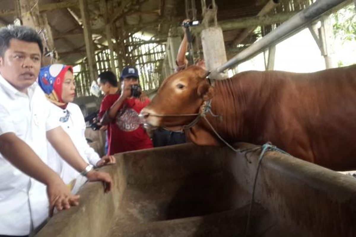 Ketua Komisi Pengawas Persaingan Usaha (KPPU) M Syarkawi Rauf saat sidak peternak sapi di Desa Jatiguwi, Kecamatan Sumber Pucung, Kabupaten Malang, Senin (30/1/2017)