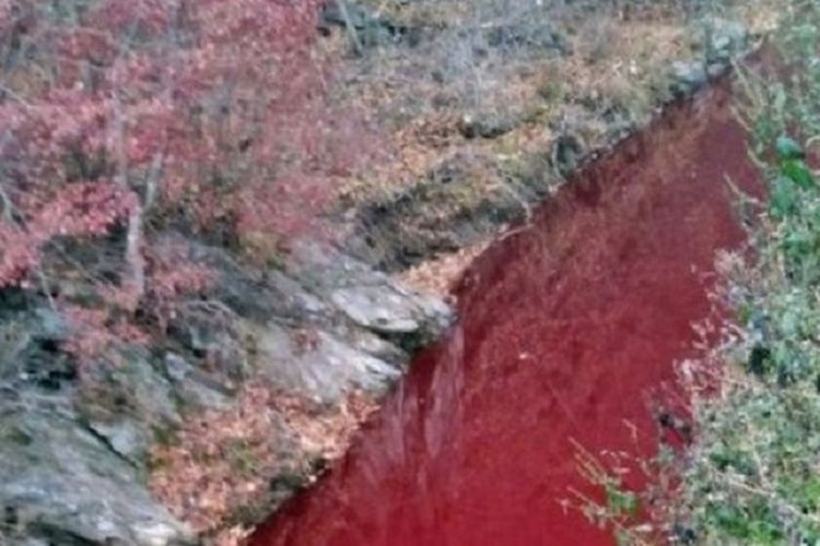 Penampakan Sungai Imjin di Korea Selatan yang menjadi merah karena terkena darah babi. Sebanyak 47.000 ekor babi dimusnahkan demi mencegah berkembangnya Demam Babi Afrika (ASF).