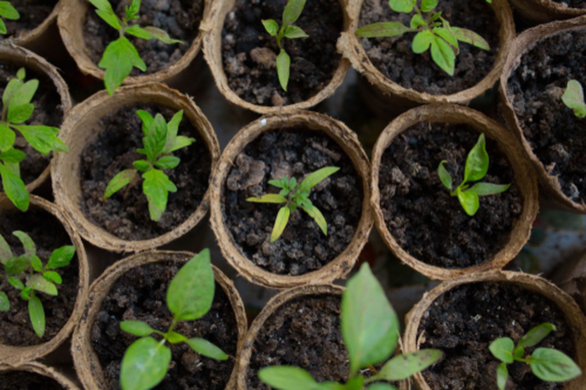 Ilustrasi tanaman yang tumbuh di cocopot