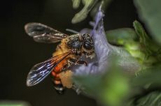 Waspada Tawon Gung Saat Berwisata di Hutan, Bisa Diserang meski Tak Usik Sarangnya