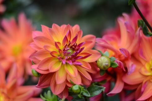 5 Fakta Menarik Bunga Dahlia yang Kaya Sejarah dan Makna Mendalam
