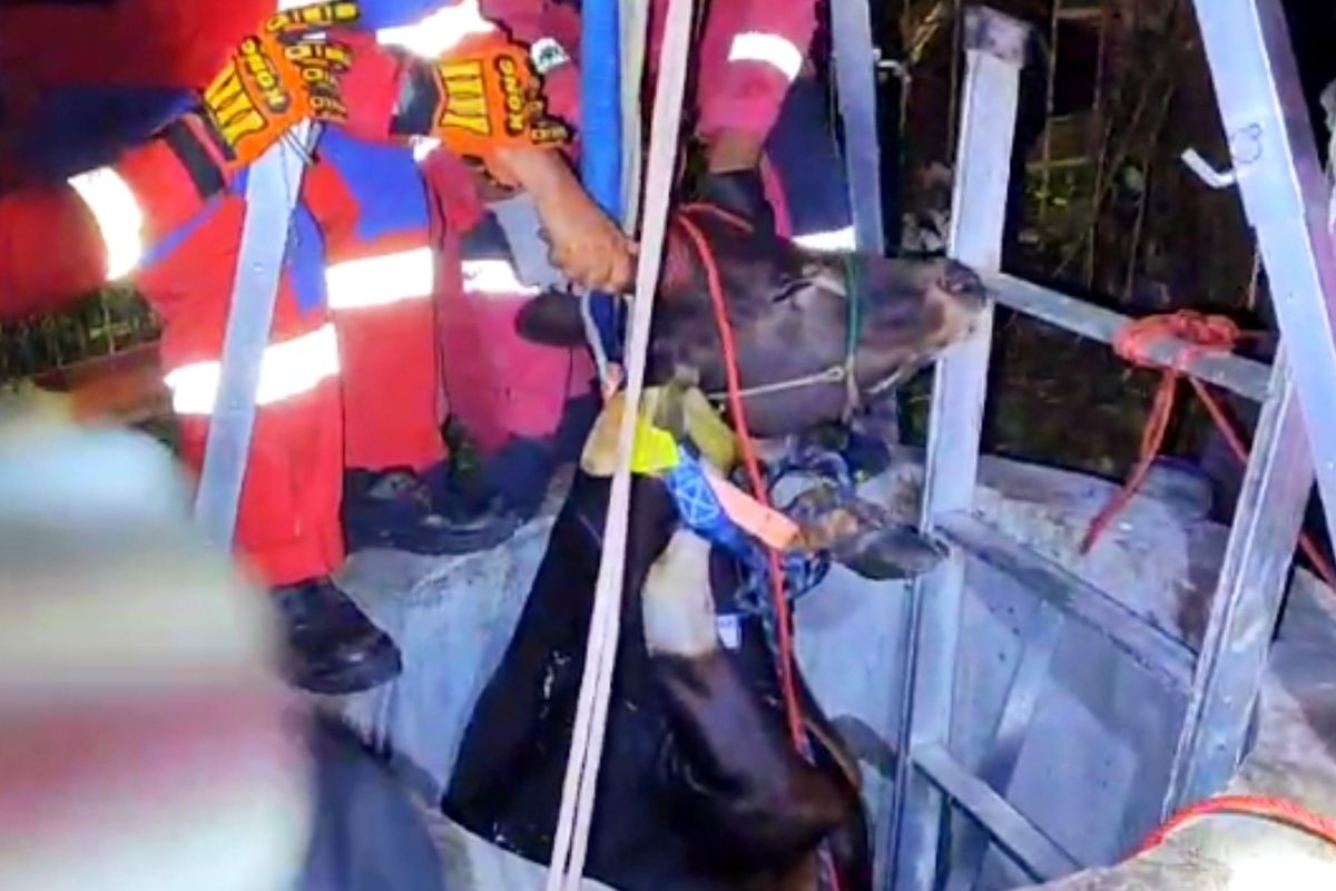 Proses evakuasi sapi kurban yang jatuh ke sumur tua warga di kawasan RW 5 Wasabbe, Kecamatan Tamalanrea, Kota Makassar, Sulawesi Selatan (Sulsel), pada Minggu (16/6/2024) malam.