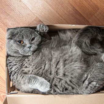 Ilustrasi kucing tidur atau bersantai di dalam kotak kardus.