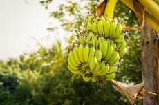 Jangan Asal, Ini Cara Menanam Pisang