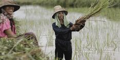 Riau Sambut Gembira Penambahan Alokasi Pupuk Bersubsidi