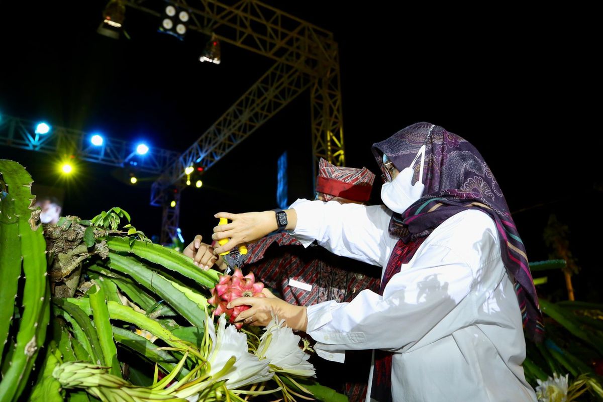 Bupati Banyuwangi Ipuk Fiestiandani memanen buah naga dalam Festival Buah Naga di Desa Bulurejo, Kecamatan Purwoharjo, Kabupaten Banyuwangi, Jawa Timur, Jumat (17/2/2022) malam.