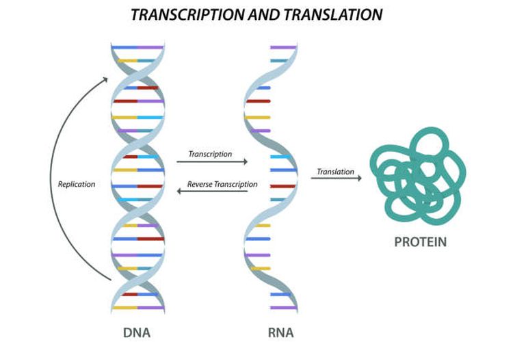 Ilustrasi model biologis ilmiah transkripsi dan translasi DNA dan RNA