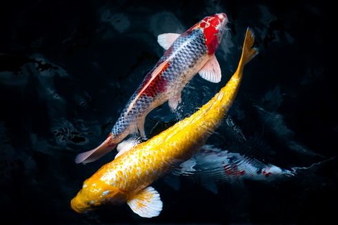 Ikan Koi, Hiburan bagi Penjaga Gawang PS Sleman