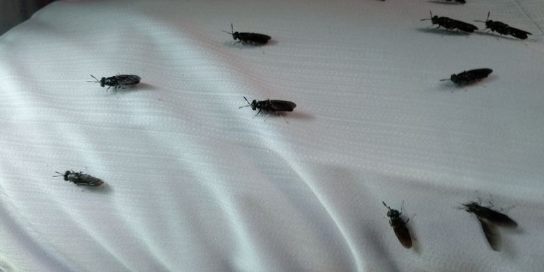 Mengenal Lalat Tentara Hitam Serangga Bersih Kaya Manfaat Halaman All Kompas Com