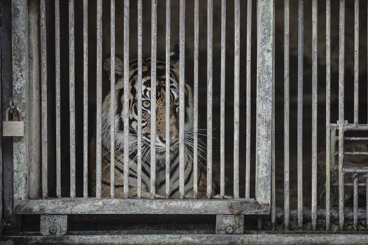 Salah satu Harimau Sumatra yang terpapar COVID-19, Tino berada di dalam kandang Taman Margasatwa Ragunan (TMR), Jakarta, Minggu (1/8/2021). Dua Harimau Sumatra penghuni Taman Margasatwa Ragunan, Hari dan Tino yang didiagnosis positif COVID-19 pada 15 Juli lalu saat ini kondisinya sudah mulai membaik setelah mendapatkan perawatan intensif dari tim dokter. ANTARA FOTO/Dhemas Reviyanto/rwa.