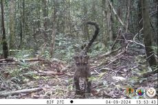 Momen Langka, Induk dan 2 Anak Macan Dahan Kalimantan Terekam Kamera