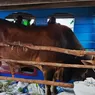Pemkab Natuna Kawal Ketat Distribusi Sapi Kurban Presiden ke Pulau Terluar