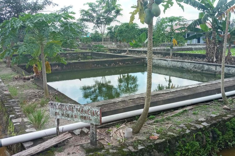 Petak kolam milik Balai Benih Dinas Perikanan dan Kelautan Pemkot Pangkalpinang, Rabu (1/12/2021).