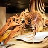 Apa yang Peneliti Pelajari dari Gigi Dinosaurus di Afrika Utara?