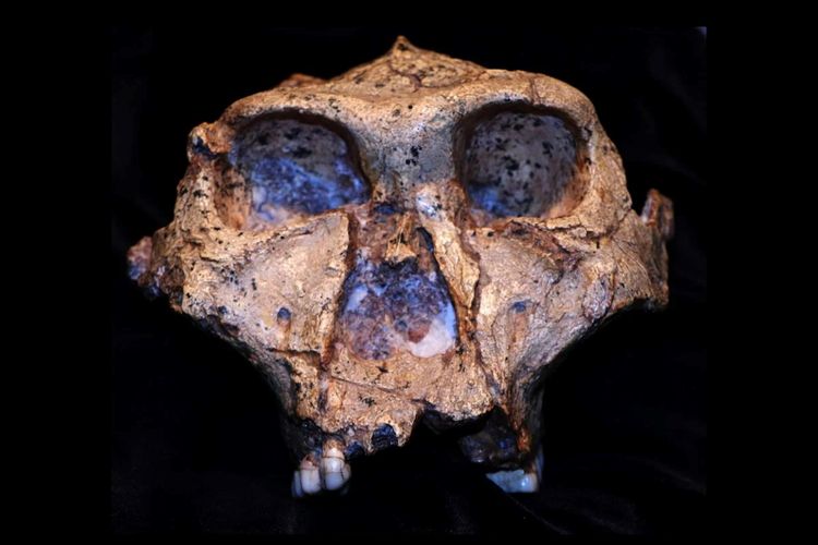 Protein diambil dari email gigi Paranthropus robustus ini. 