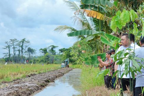 Tangani Darurat Pangan, Kementan Kebut Program Optimasi Lahan 