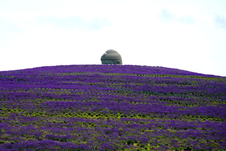 Patung Buddha di tengah padang lavender di Sapporo.