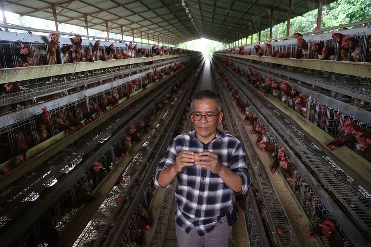 John Eddi, Pendiri PT Radja Poultry Shop, memeriksa telur yang dihasilkan di peternakan ayam petelur miliknya di di Kecamatan Guguak, Kabupaten Lima Puluh Kota, Sumatera Barat, Selasa (13/6/2023). 