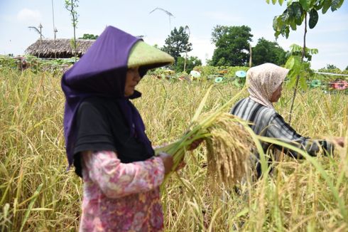 Panen Padi di Tengah Wabah Corona, Upaya Menjaga Ketahanan Pangan