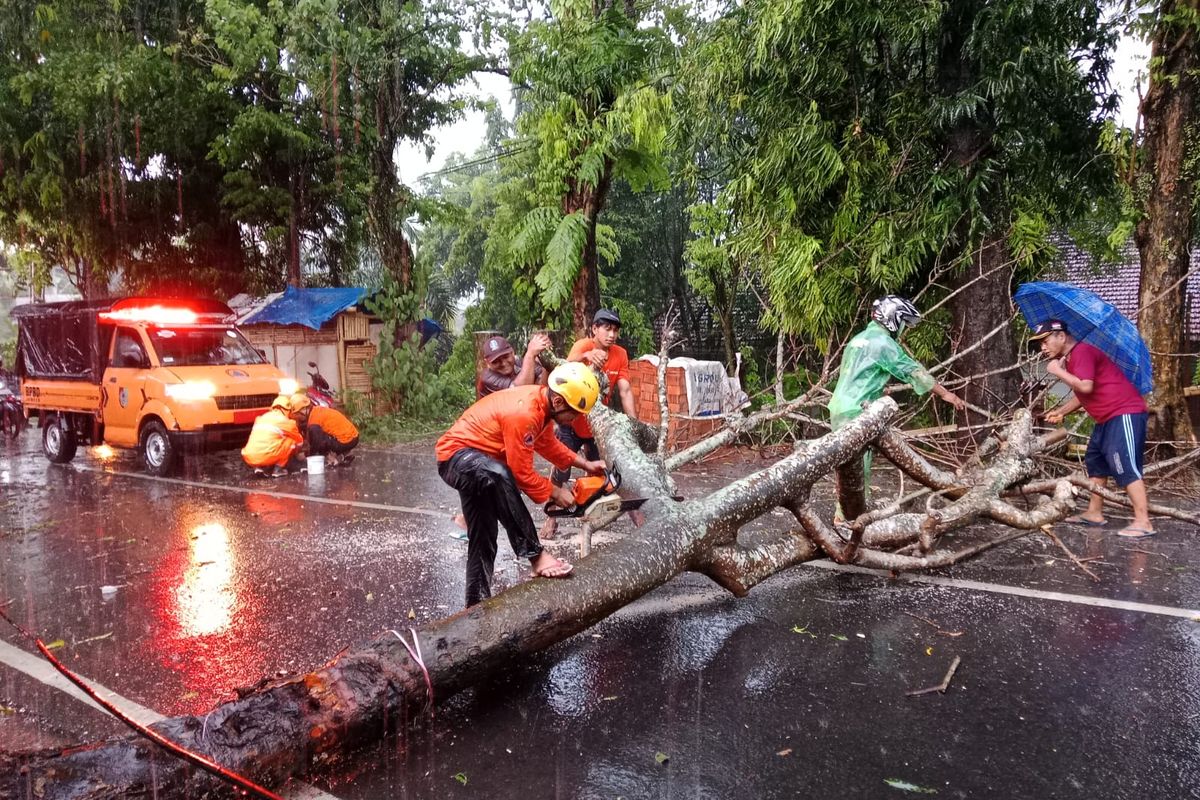 Tim BPBD Jember melakukan penanganan pohon tumbang yang menutupi akses jalan karena angin kencang di Kabupaten Jember, Senin (6/10/2025).