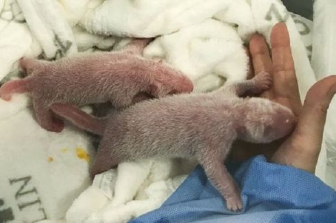 2 Bayi Panda Lahir di Kebun Binatang Jerman, Muncul Usulan Nama 