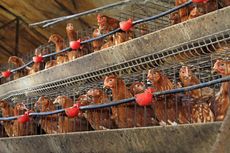 Mengapa Peternak Ayam Sulit Dapat Pakan Jagung? KPPU Ungkap Alasannya