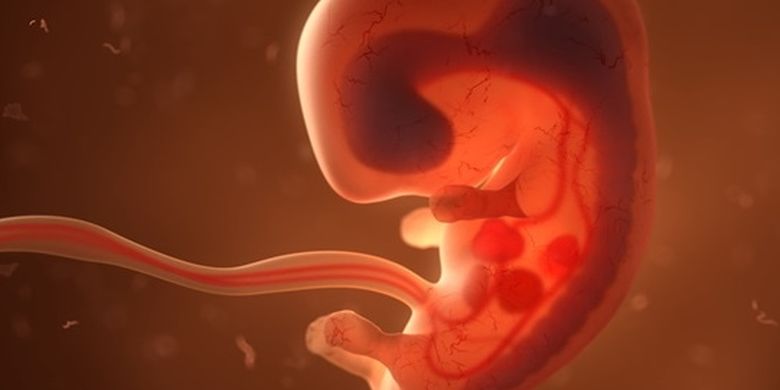Embrio dan janin manusia akan tumbuh dan berkembang di dalam