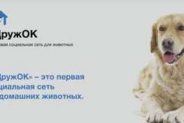Demikian tampilan situs media sosial untuk hewan DruzhOK yang dikembangka di Rusia.