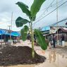 Protes Jalan ke Pelabuhan Rusak Berat Belasan Tahun, Warga Maumere Tanam Pohon Pisang di Sepanjang Jalan