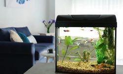 Cara Merawat Akuarium Rumah Agar Airnya Tetap Jernih