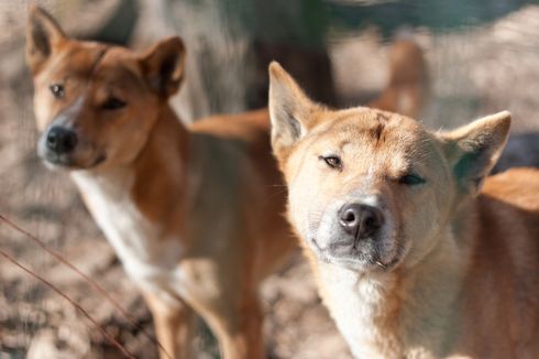 50 Tahun Menghilang, Anjing Penyanyi Papua Ditemukan Lagi di Alam Liar