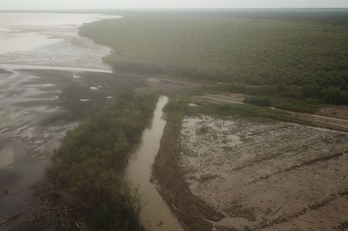 Pembabatan Mangrove dan Masyarakat Pesisir yang Kian Terpinggirkan