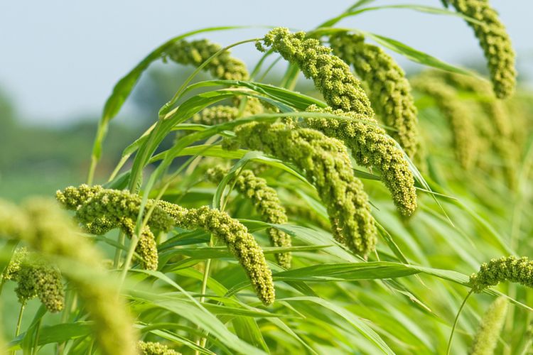 Ilustrasi jewawut, tanaman jewawut.