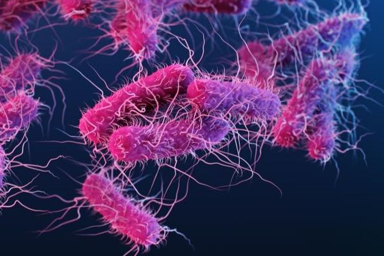 Begini Proses Bakteri E. coli Bisa Sebabkan Gagal Ginjal Menurut Guru Besar UGM