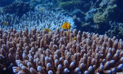 BRIN: Kerusakan Terumbu Karang Bikin Kita Krisis Seafood