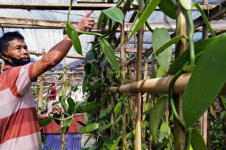 Ilustrasi Vanili.  
Indriyatno warga Desa Gesing Temanggung mengecek tumbuhan vanili yang ditanam di atas rumah, Senin (4/1/2020)