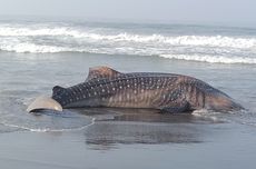 Bangkai Ikan Hiu Tutul Terombang-ambing di Pantai Kulon Progo