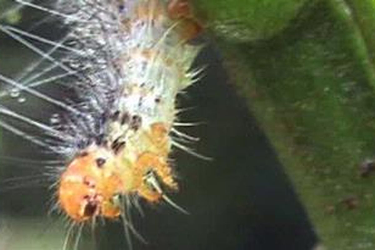 Salah satu jenis ulat bulu yang menyerang tanaman milik warga Jalan Kenyeri Gang Anggrek, Denpasar sejak 2 hari terakhir.