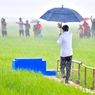 Saat Jokowi Terobos Hujan Seorang Diri Meninjau Sawah di Sumba Tengah