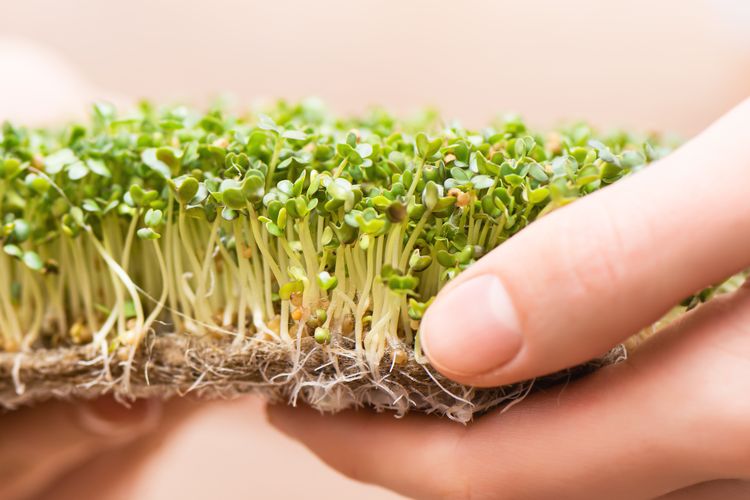 Ilustrasi sayuran microgreens. 