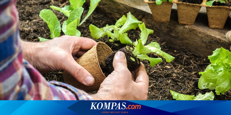 Plantdemic Tengah Melanda Filipina, Apa yang Terjadi?