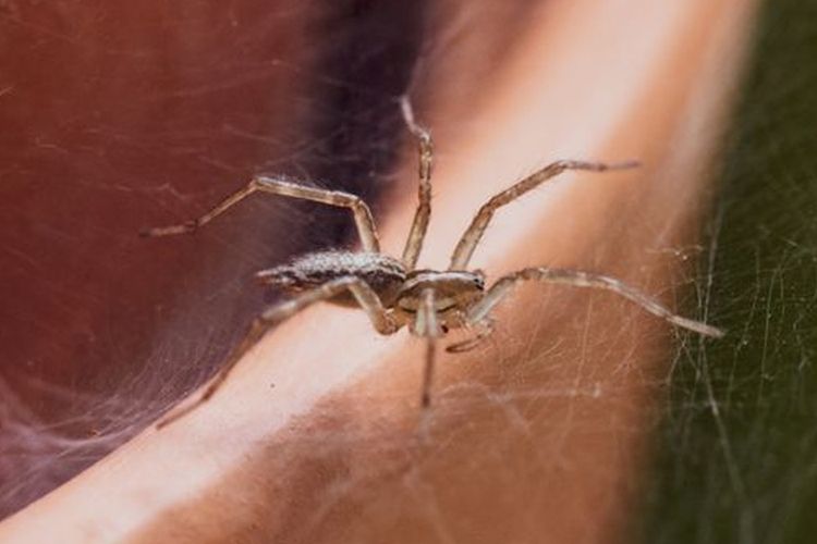 Ilustrasi laba-laba.