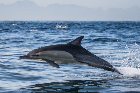 Lumba-lumba Mati Terdampar di Sumenep, Sempat Dibantu Kembali ke Laut