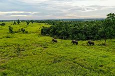 6 Fakta Taman Nasional Way Kambas Lampung, Tempat Konservasi Gajah Sumatera