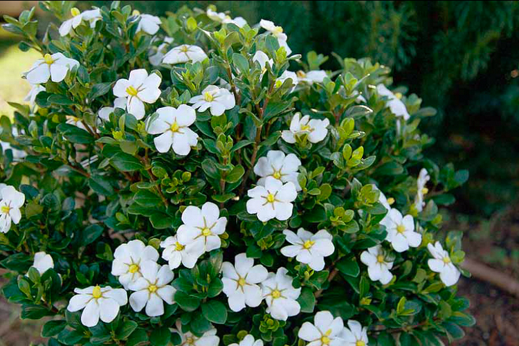 Bunga kaca piring atau gardenia jasminoides